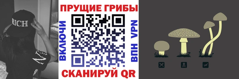 Псилоцибиновые грибы Psilocybe  Елабуга 